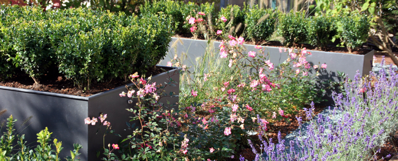 Beispiel 2 von Dachbegrünung eines Dachgartens: Pflanzgefäße mit Buxus im Rosen- und Staudenbeet als Gestaltungselement bei Begrünung eines Dachgartens.